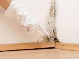 Best Asbestos and Lead Testing During Mold Inspection  in USA